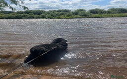 Newfoundland dogs for stud: Newfoundland stud  - Image 13