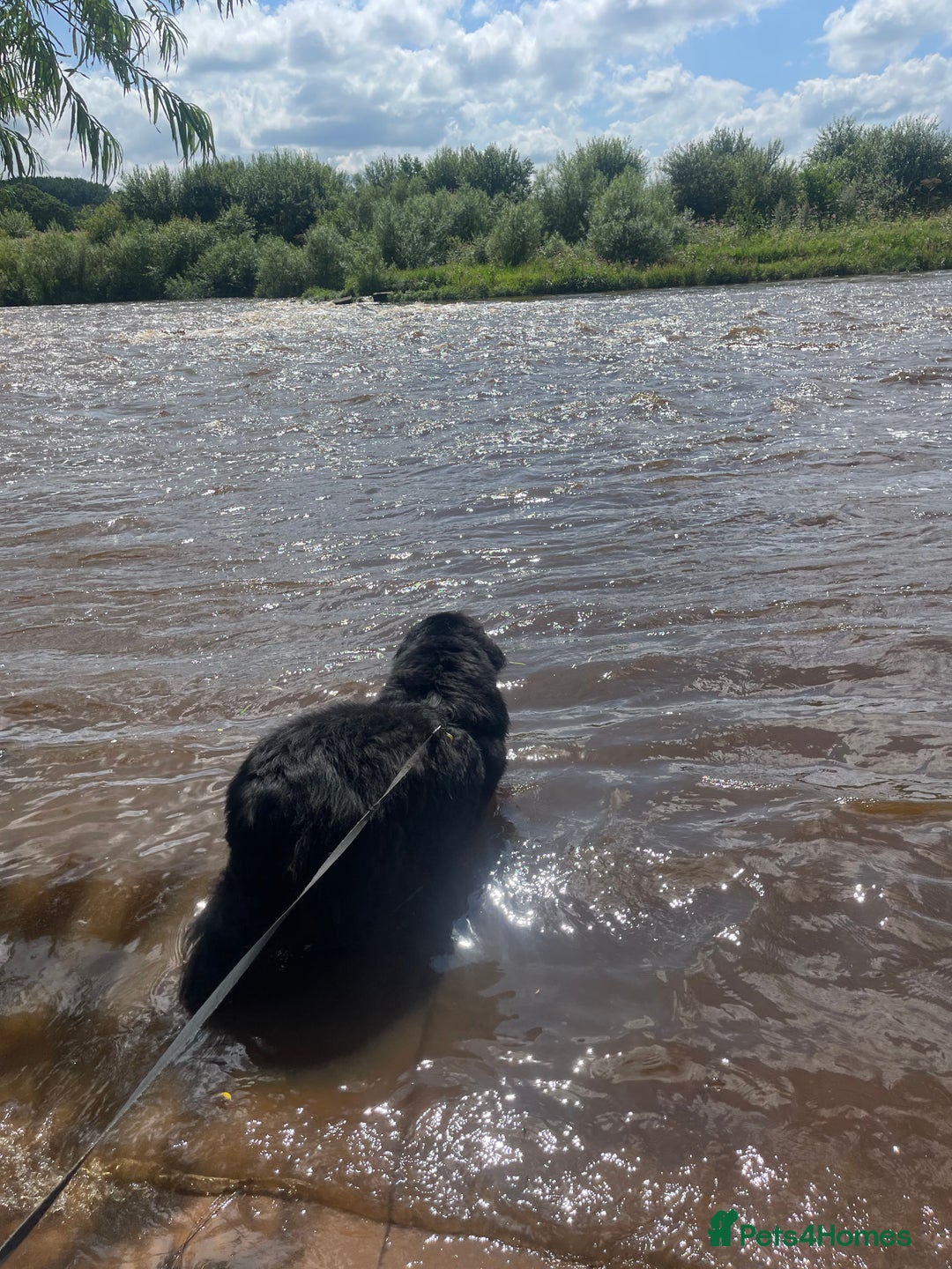 Newfoundland dogs for stud: Newfoundland stud  - Image 13