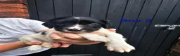 English Springer Spaniel dogs for sale: English Springer Spanel (KC Reg, Vet tail dock)  - Advert 15