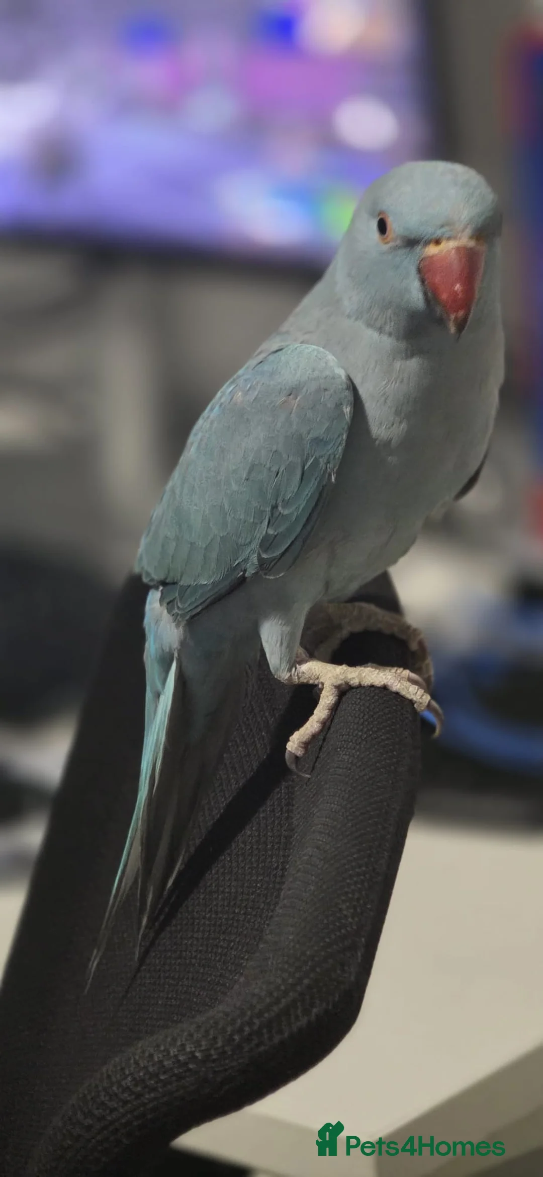 Parrots birds for sale: Indian ringneck - Advert 4