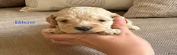 Cockapoo dogs for sale: Exceptional F1 Miniature Cockapoo Puppies  - Advert 11