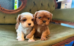 Cavalier King Charles Spaniel dogs for sale: Gorgeous boy 👑true King Charles👑 Cavalier - Image 11
