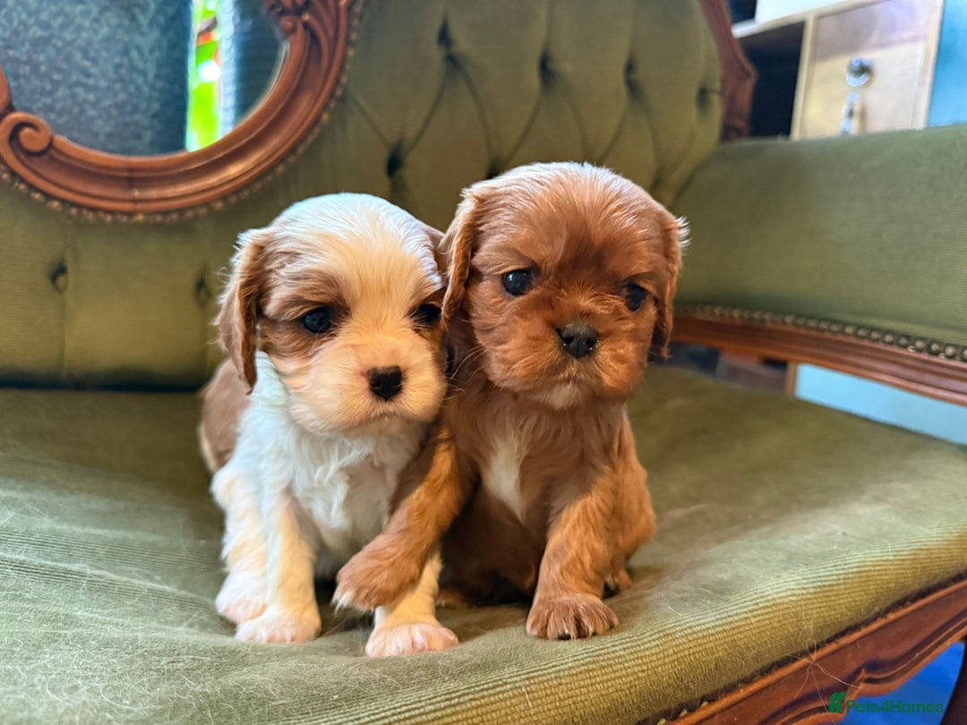 Cavalier King Charles Spaniel dogs for sale: Gorgeous boy 👑true King Charles👑 Cavalier - Image 11