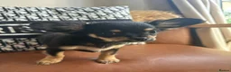 Chihuahua dogs for sale:  🐾 One little precious girl remaining 🐾  - Advert 6