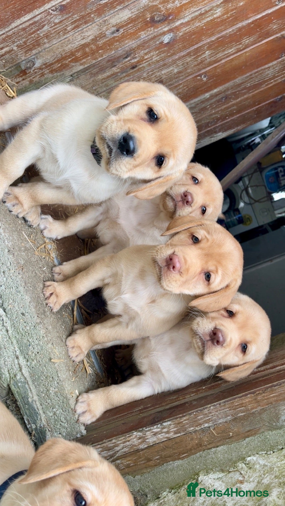 Labrador Retriever dogs Labrador Retreiver puppies - Advert 2