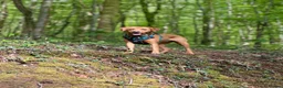 Labrador Retriever dogs for sale: Outstanding Litter of Fox Red Labrador Puppies  in Carmarthen - Advert 10