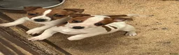 Jack Russell dogs for sale: Absolutely beautiful Jack Russel puppies  - Advert 2