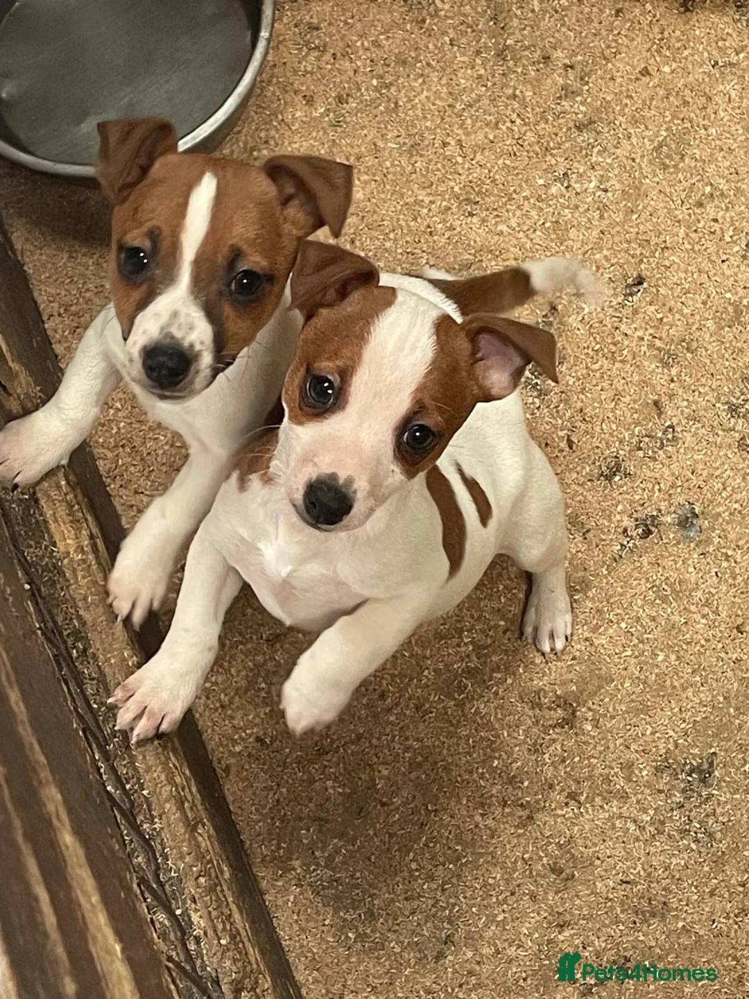 Jack Russell dogs for sale: Absolutely beautiful Jack Russel puppies  - Advert 2