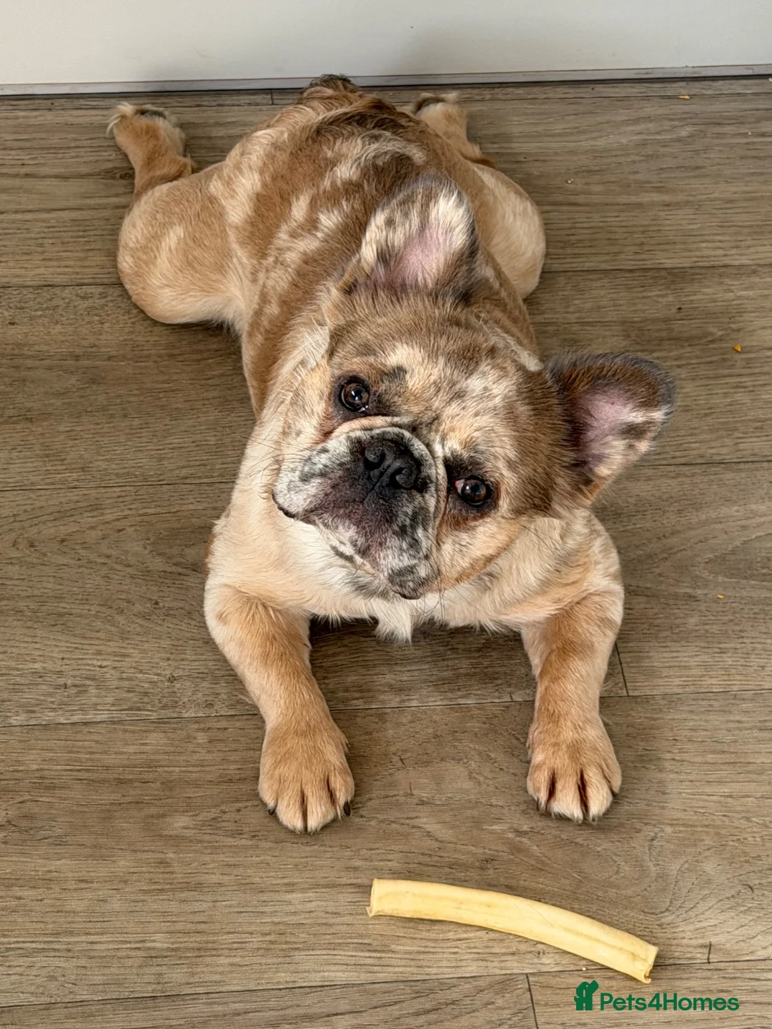 French Bulldog dogs for sale: Fluffy French Bulldog - please Read description in Northallerton - Advert 6