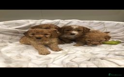 Cockapoo dogs for sale: Stunning red cocapoo, Puppy - Image 5
