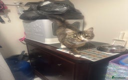 Mixed Breed cats for sale: Re home my cat aged 2  - Image 1