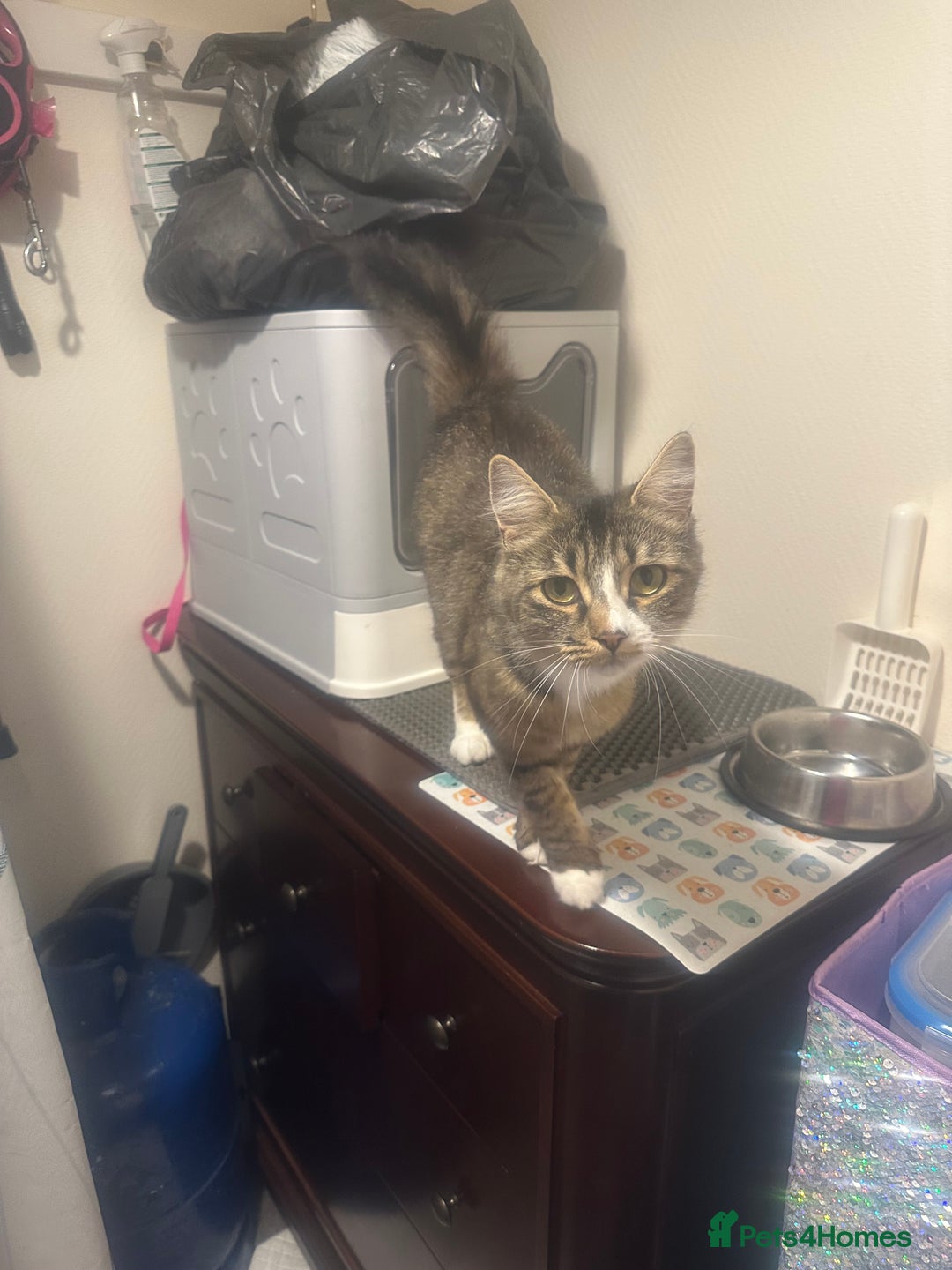 Mixed Breed cats for sale: Re home my cat aged 2  - Image 1