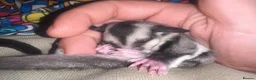 Sugar Glider rodents for sale: 3 x bonded male gliders  in Diss - Advert 1