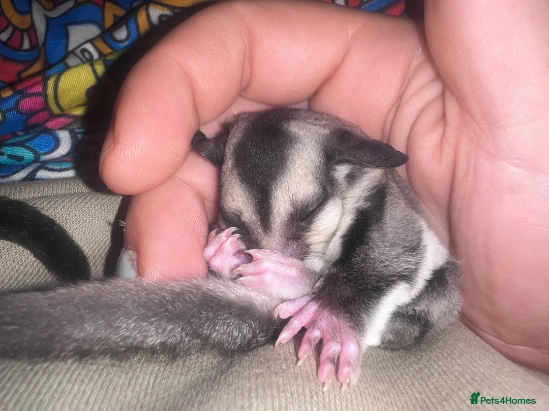 Sugar Glider rodents for sale: 3 x bonded male gliders  in Diss - Advert 1