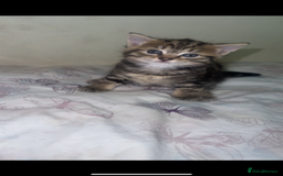 British Shorthair cats for sale: 3 kittens - Image 3