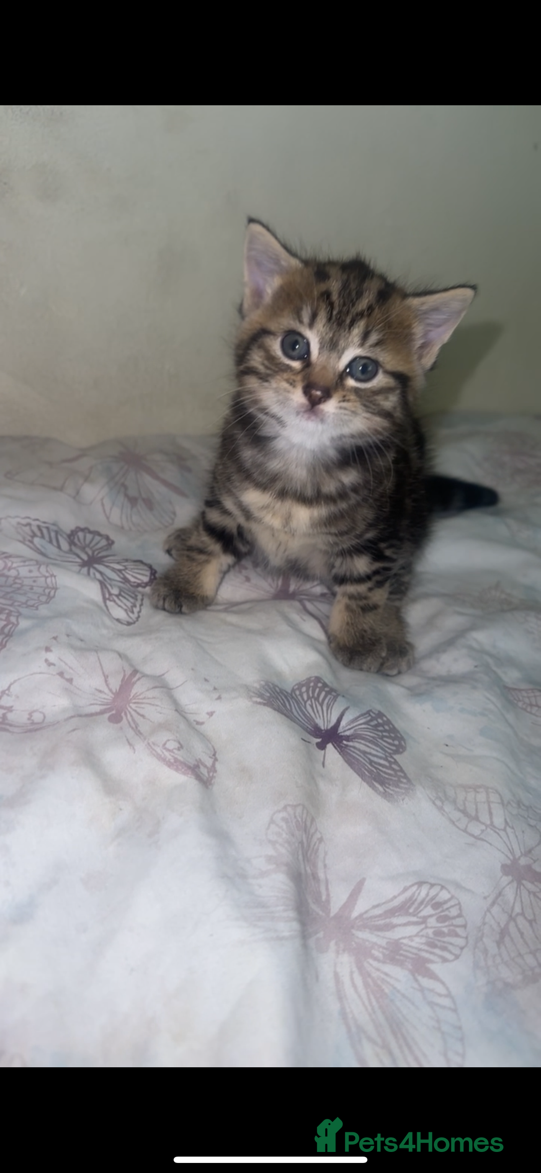 British Shorthair cats for sale: 3 kittens - Image 3
