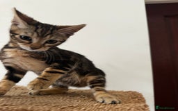 Mixed Breed cats for sale: Gorgeous Marble fur kitten - Ready now - Image 1