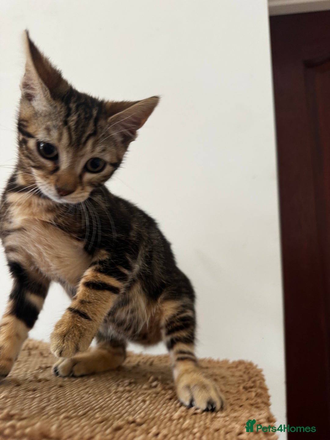 Mixed Breed cats for sale: Gorgeous Marble fur kitten - Ready now - Image 1