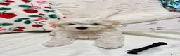 Bichon Frise dogs for sale: Bichon puppys for sale - Advert 6