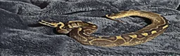 Python Snake reptiles for sale: Baby ball python 🐍 - Advert 2