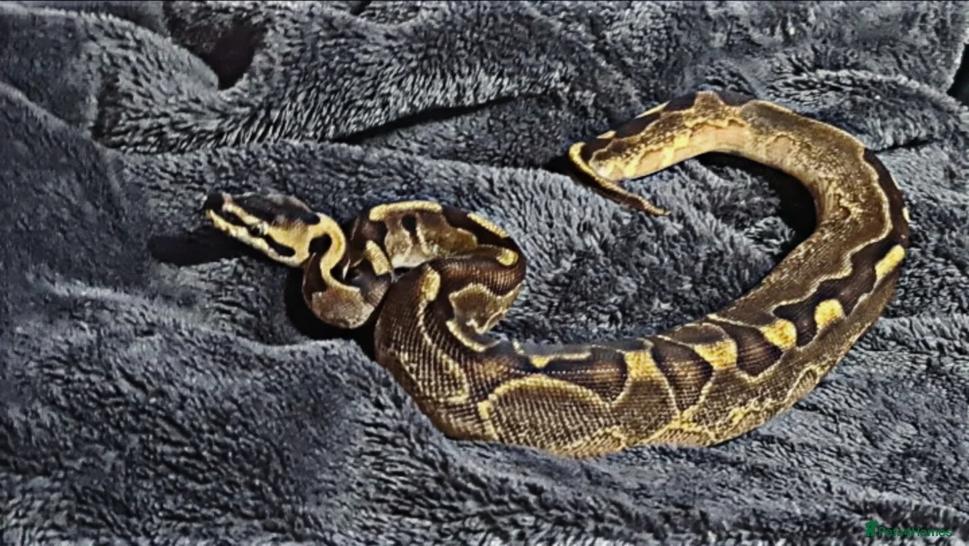 Python Snake reptiles for sale: Baby ball python 🐍 - Advert 2