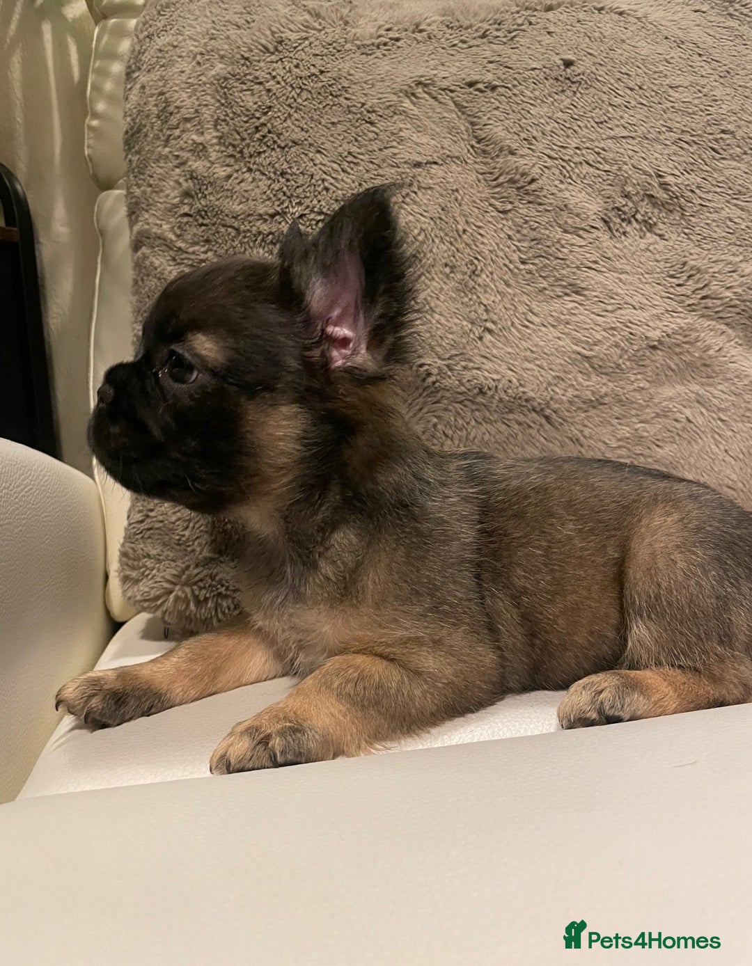 French Bulldog dogs for sale: FRENCH BULLDOG PUPPIES FOR SALE!! - Advert 1