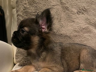 French Bulldog dogs FRENCH BULLDOG PUPPIES FOR SALE!! - Advert 1