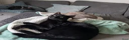 Mixed Breed cats for adoption: JET.. - Advert 2