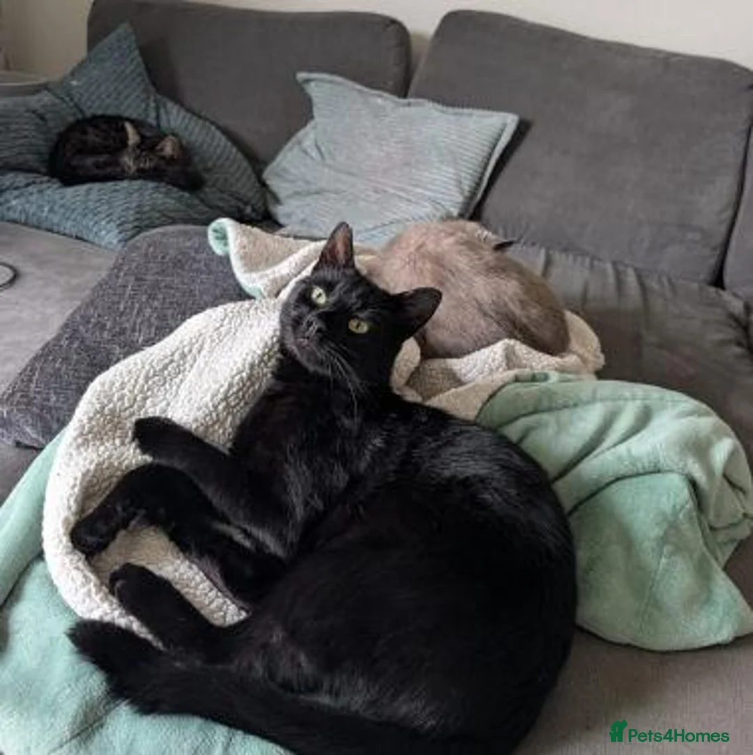 Mixed Breed cats for adoption: JET.. - Advert 2