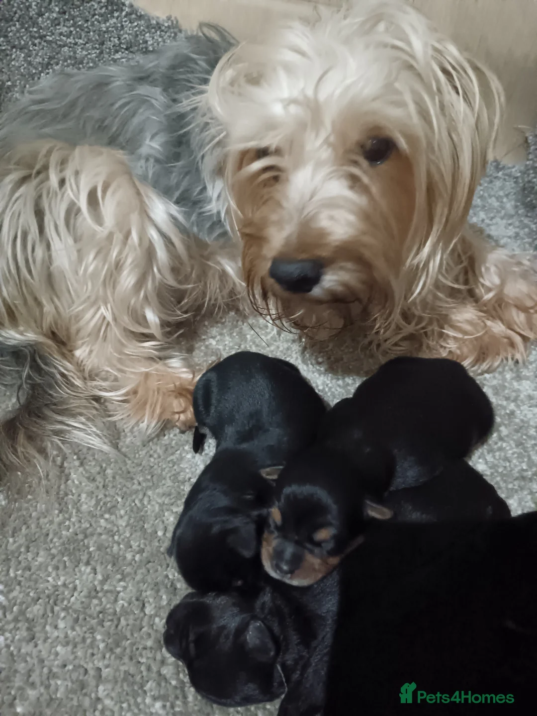 Yorkshire Terrier dogs for sale: Yorkshire terrier puppies  - Advert 2