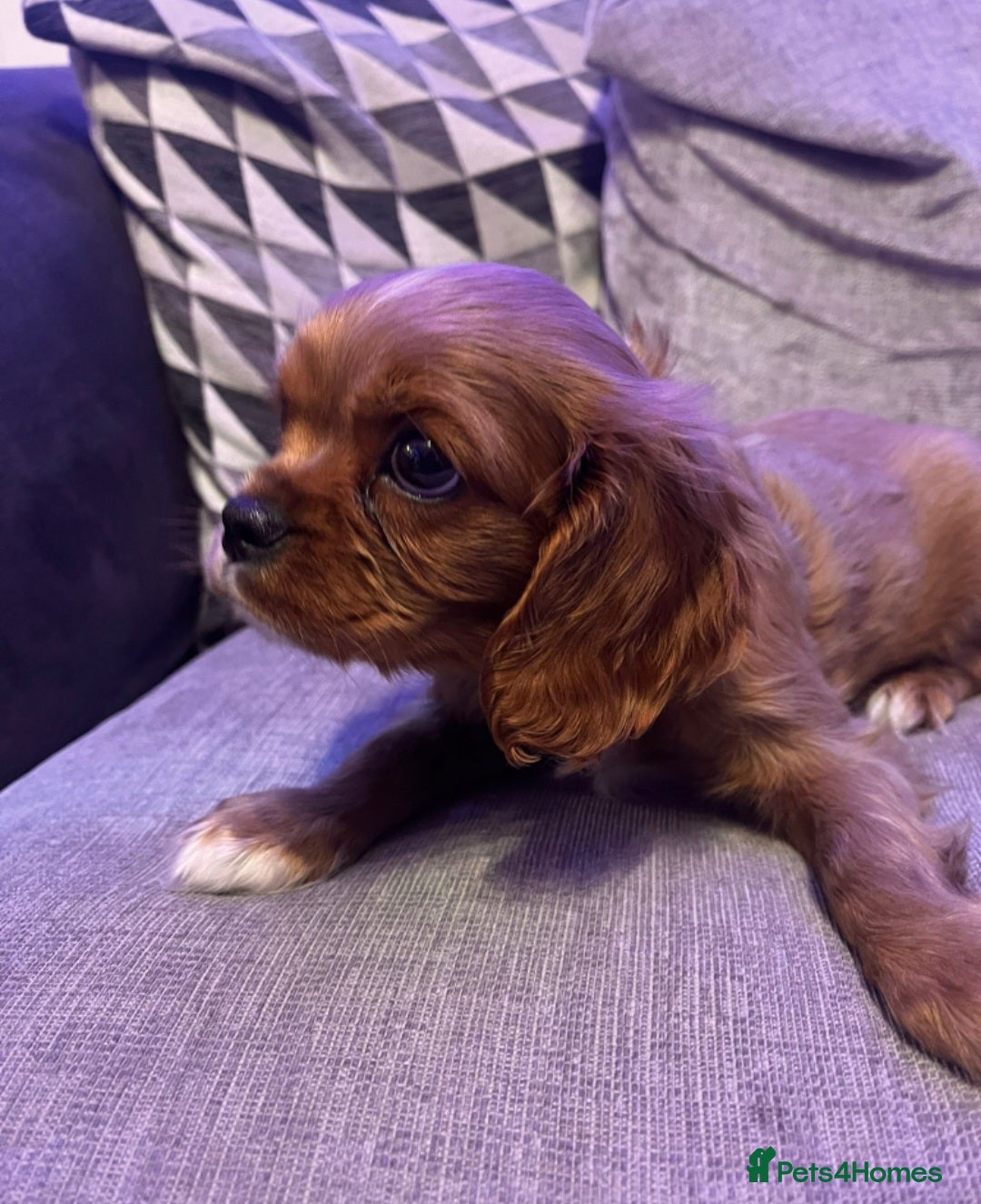 Cavalier King Charles Spaniel dogs for sale: Beautiful ruby ckcs puppies - Advert 4