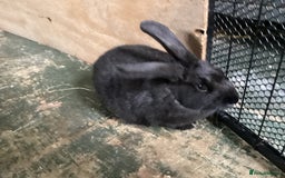 Flemish rabbits for sale: FLEMISH GIANT,CROSS - Advert 16