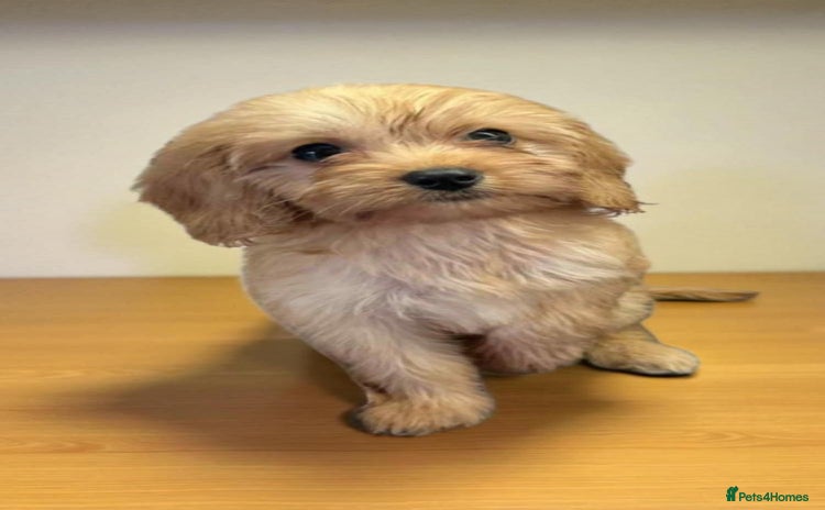 Cavapoo dogs - Advert 10