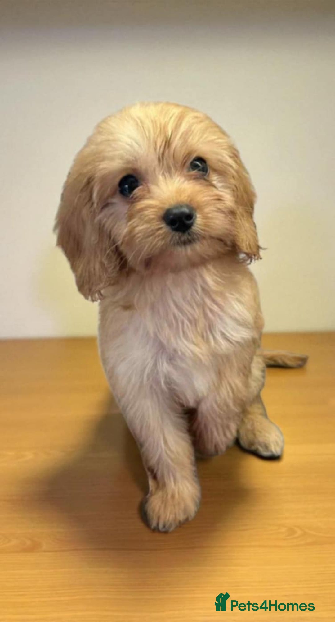Cavapoo dogs for sale: Cavapoos  - Image 1