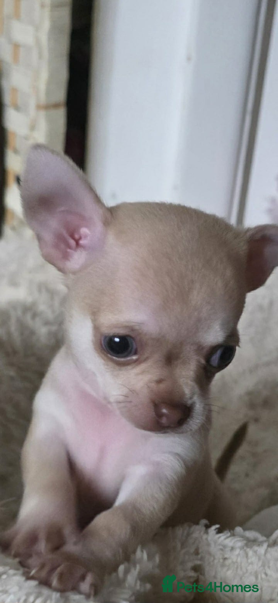 Chihuahua dogs for sale: 4 boys chihuahua puppies  - Advert 6