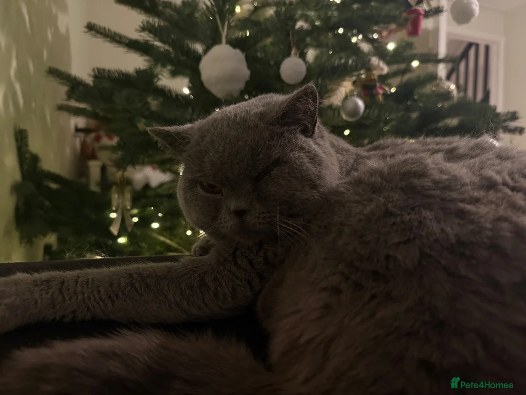 British Shorthair cats for sale: Gorgeous British blue  - Advert 2
