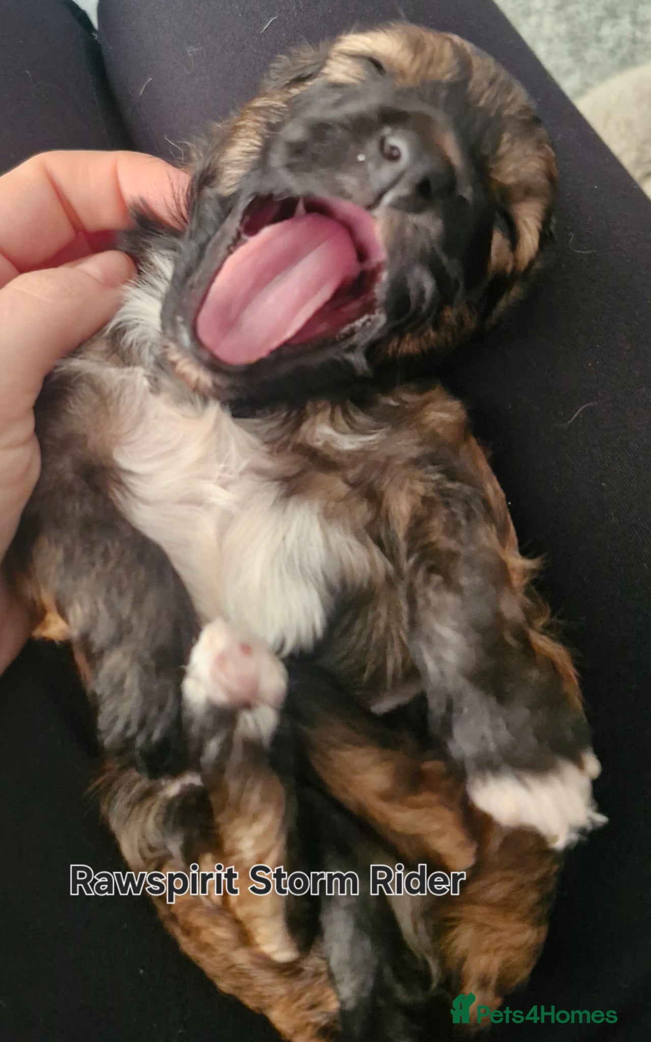 Chinese Crested dogs  **  Pure breed Kc reg girl and boy.  - Advert 2