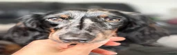 Miniature Dachshund dogs for sale: STUNNING TRUE TO TYPE MINIATURE DACHSHUNDS - Advert 7