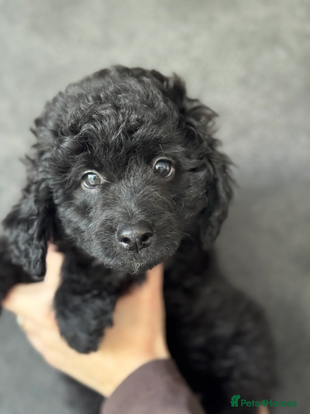 Aussiedoodle dogs for sale: LAST PUP! MINI AussieDoodle Pup 💙💙 - Advert 3