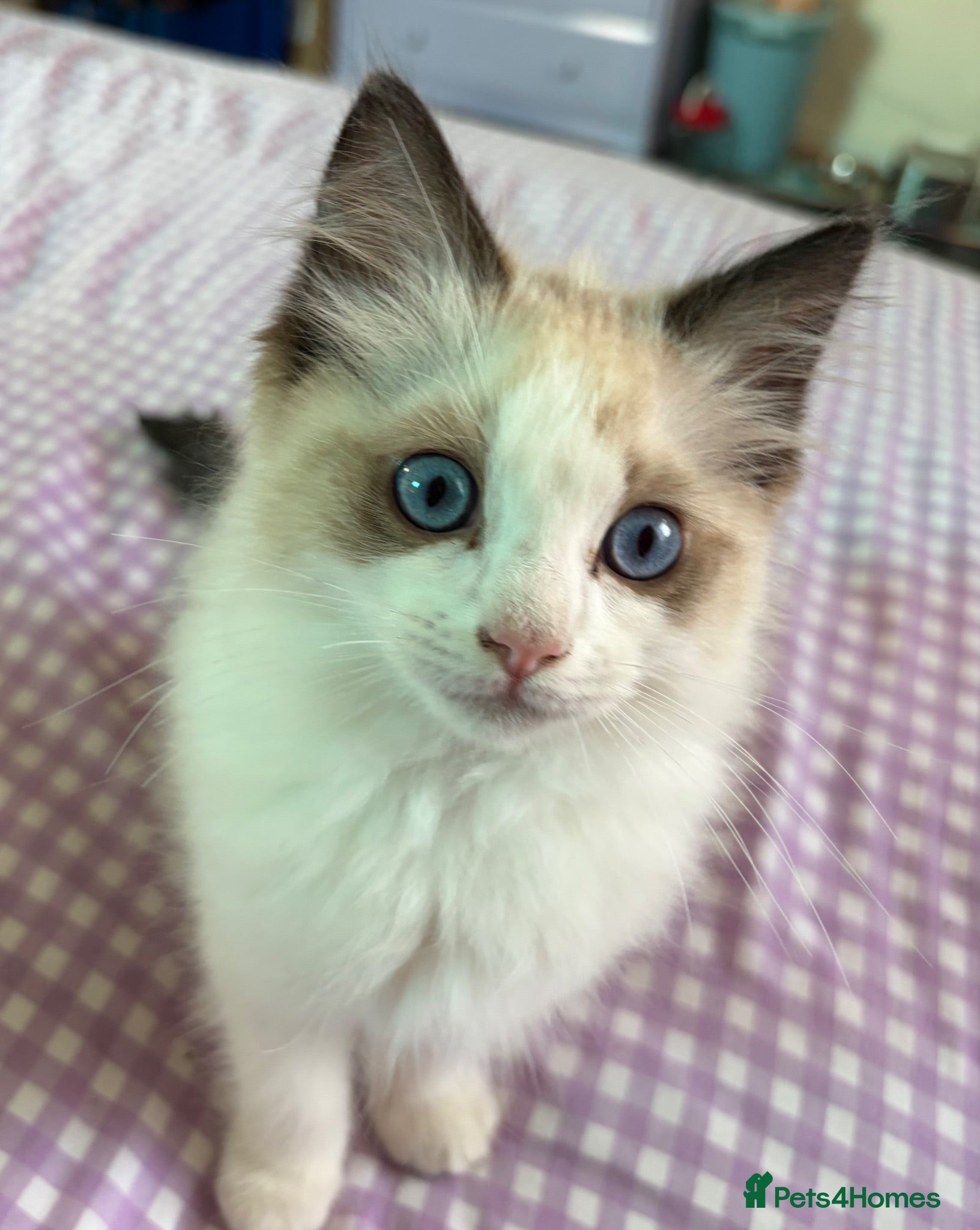 Ragdoll cats Magical - Advert 1