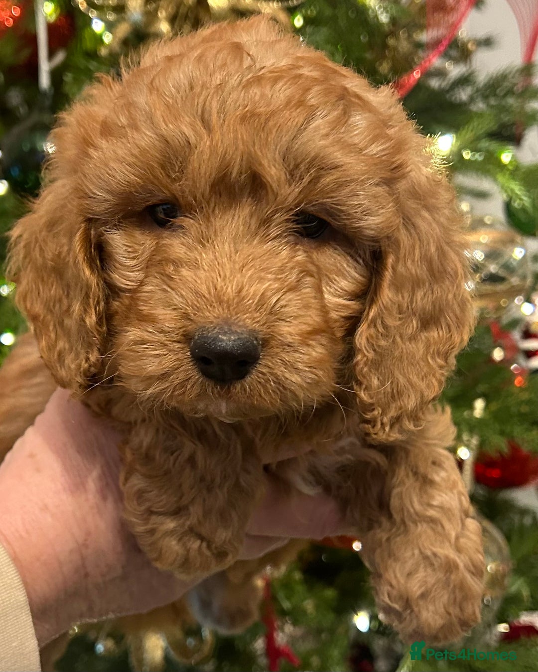 Cockapoo dogs for sale: 🐕‍🦺🐶ADORABLE COCKAPOO 🐶 🐕‍🦺 - Advert 1