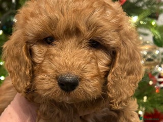 Cockapoo dogs 🐕🦺🐶ADORABLE COCKAPOO 🐶 🐕🦺 - Advert 2
