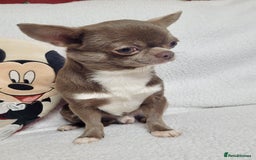 Chihuahua dogs for sale: Lilac chihuahua girls - Image 9