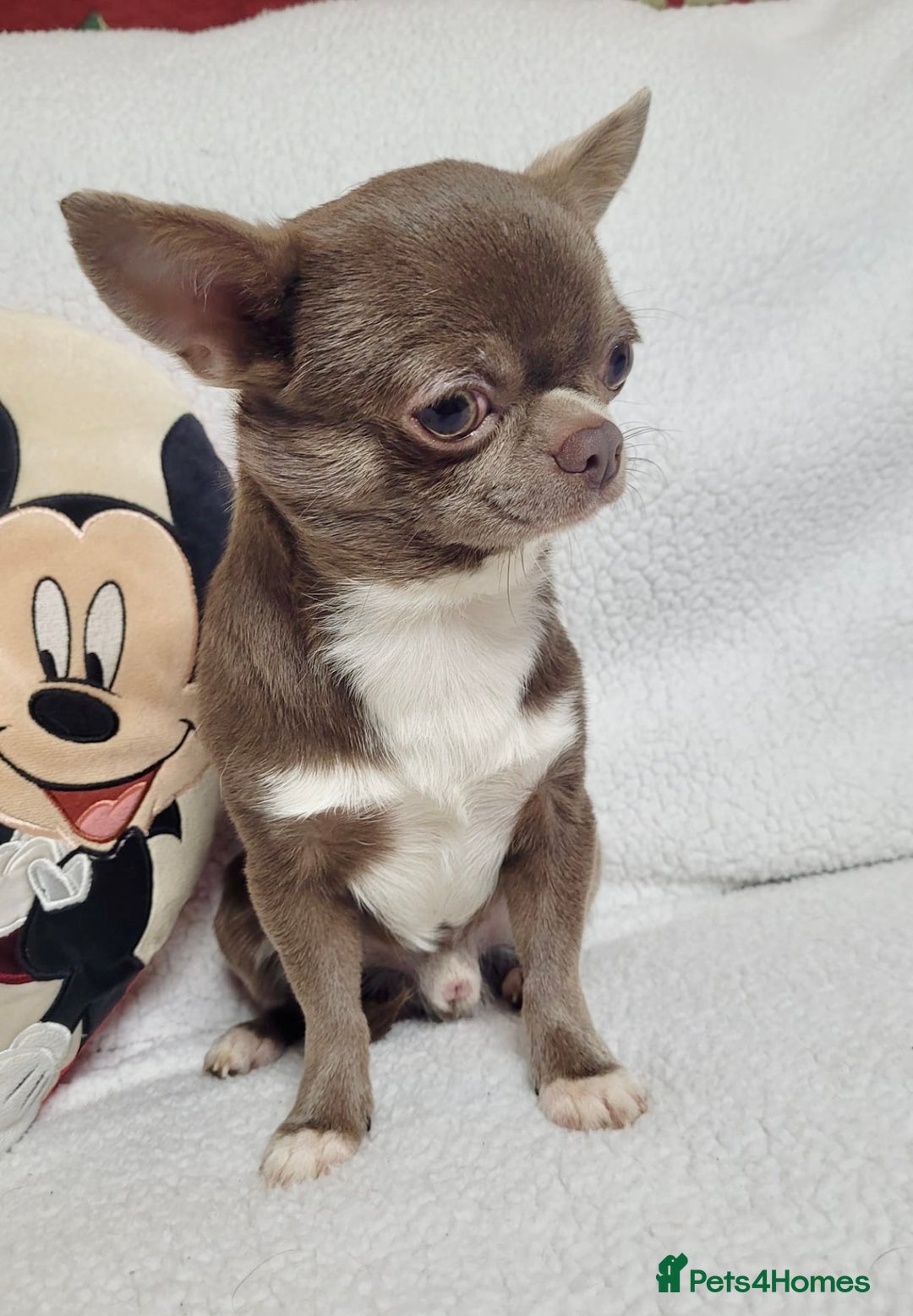Chihuahua dogs for sale: Lilac chihuahua girls - Image 9