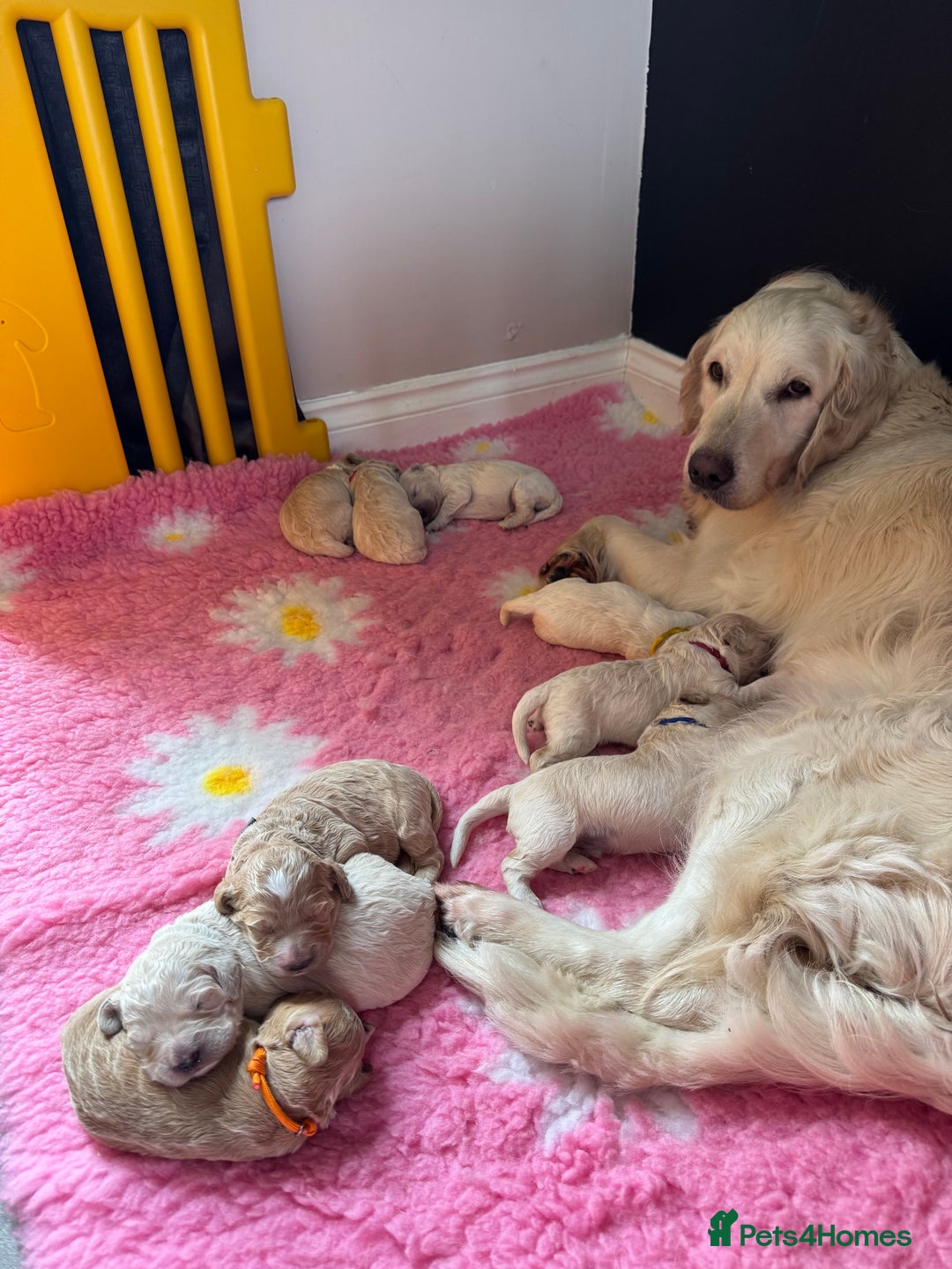 Mini Goldendoodle dogs for sale: Stunning F1 Mini Goldendoodles  - Image 29