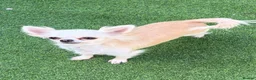 Chihuahua dogs for sale: Longcoat chihuahuas - Advert 3