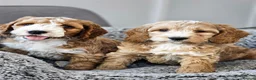 Cockapoo dogs for sale: F1 Miniature cockapoo puppies - Advert 3