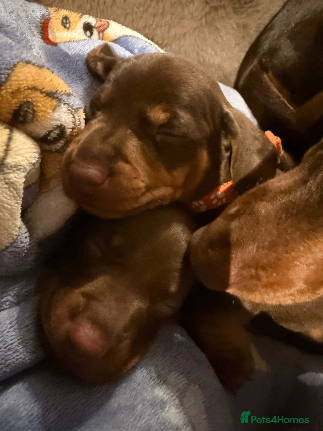 Miniature Dachshund dogs for sale: Miniature Dachshund pup - Advert 7