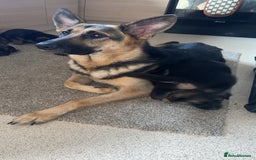 German Shepherd dogs for sale: 4 beautiful female German shepherd pups  - Image 6