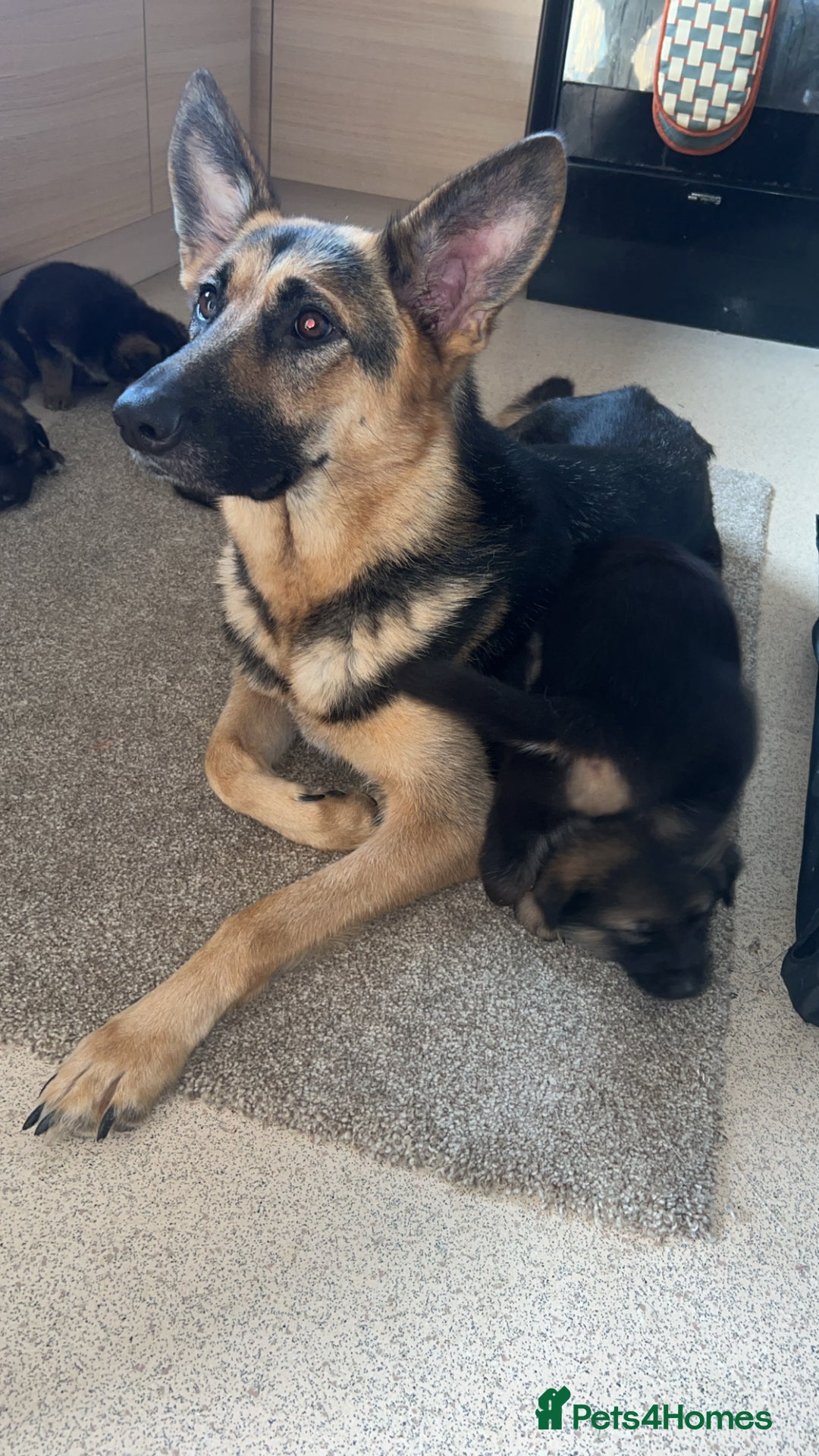 German Shepherd dogs for sale: 4 beautiful female German shepherd pups  - Image 6